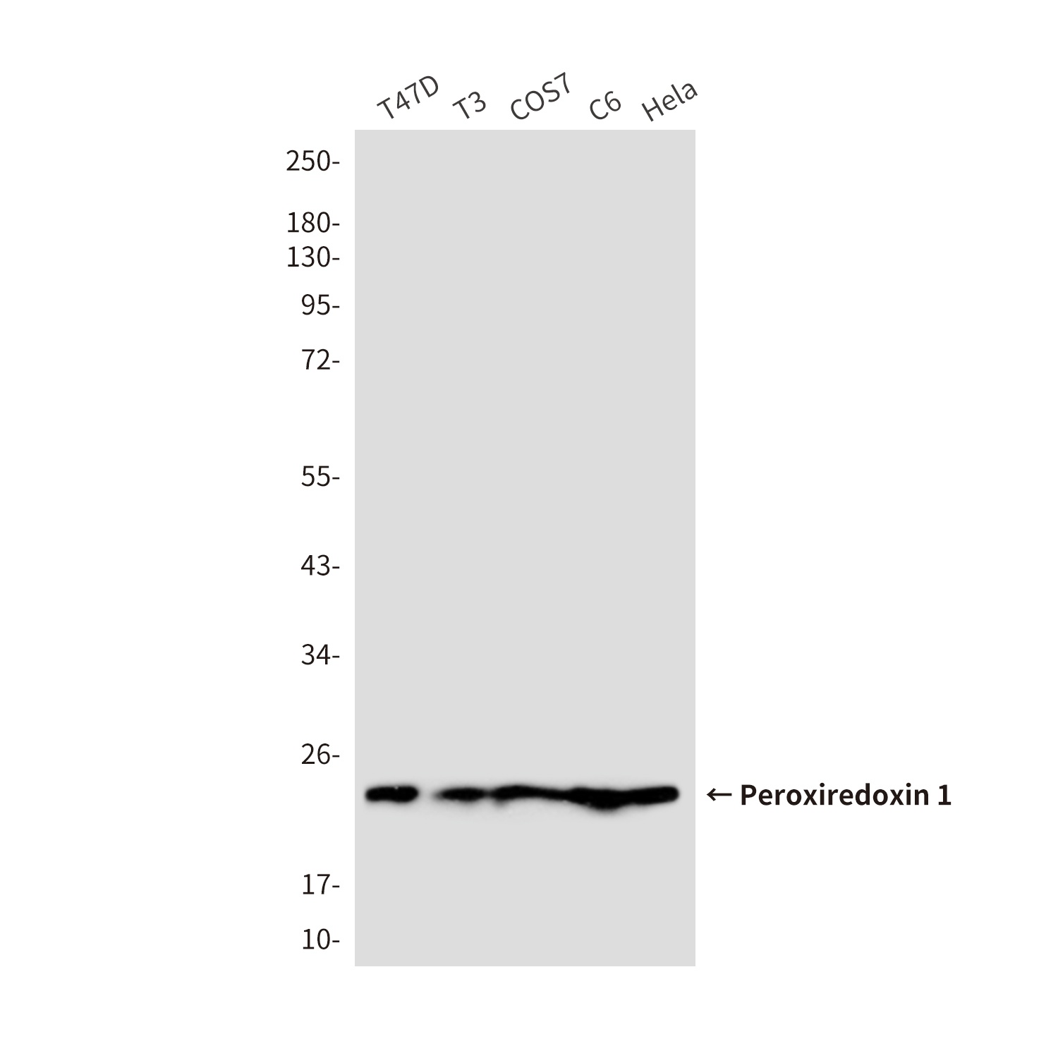 Peroxiredoxin 1/PAG Mouse Monoclonal Antibody
