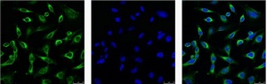 Peroxiredoxin 1/PAG Mouse Monoclonal Antibody