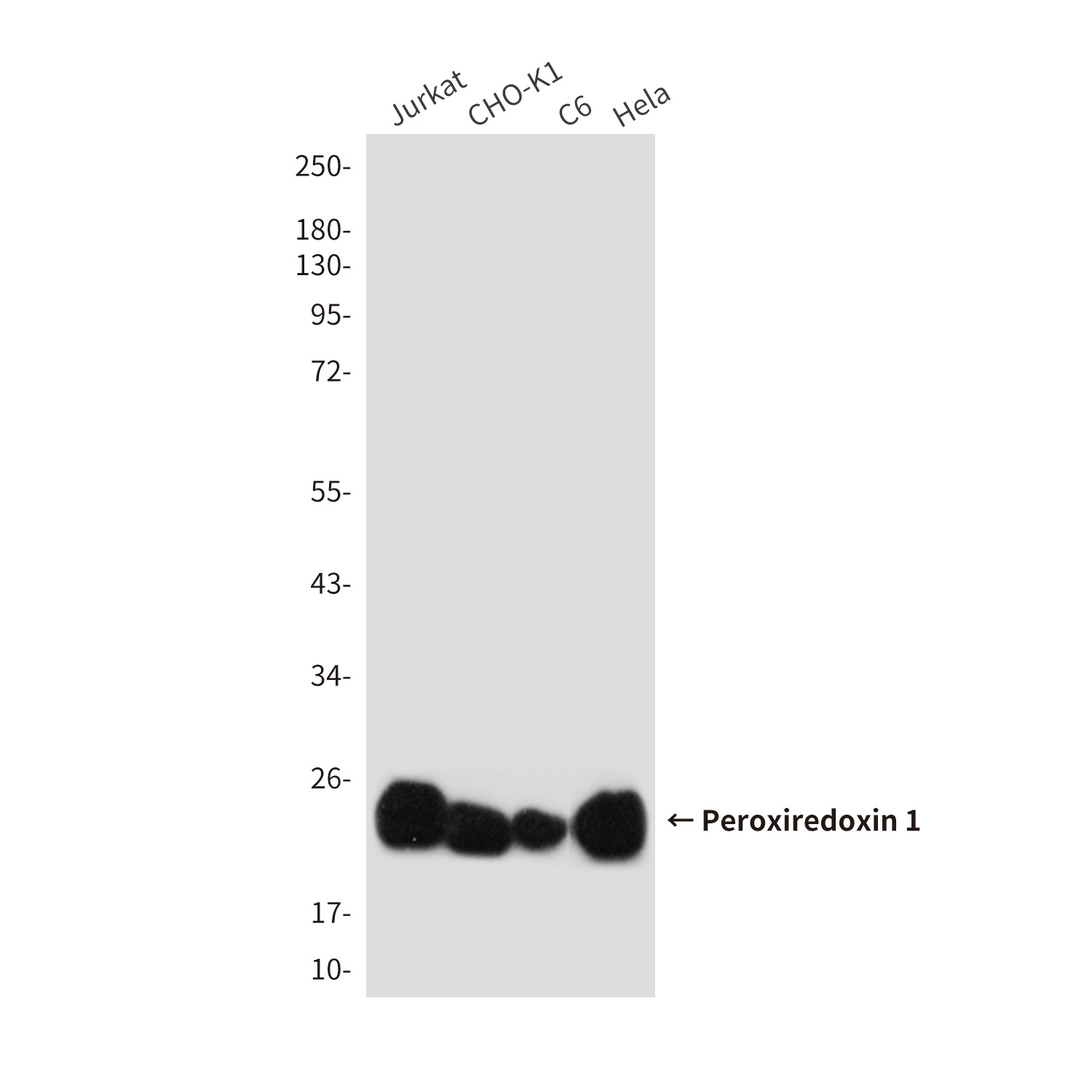 Peroxiredoxin 1/PAG Mouse Monoclonal Antibody