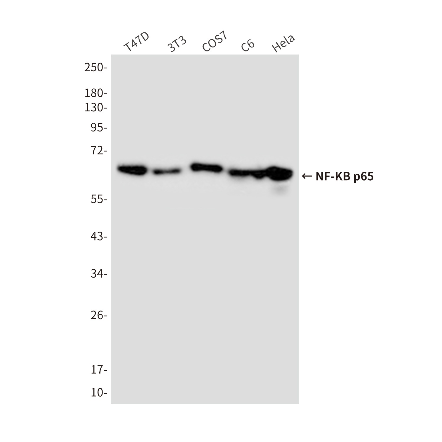 NF-KB p65 Mouse Monoclonal Antibody