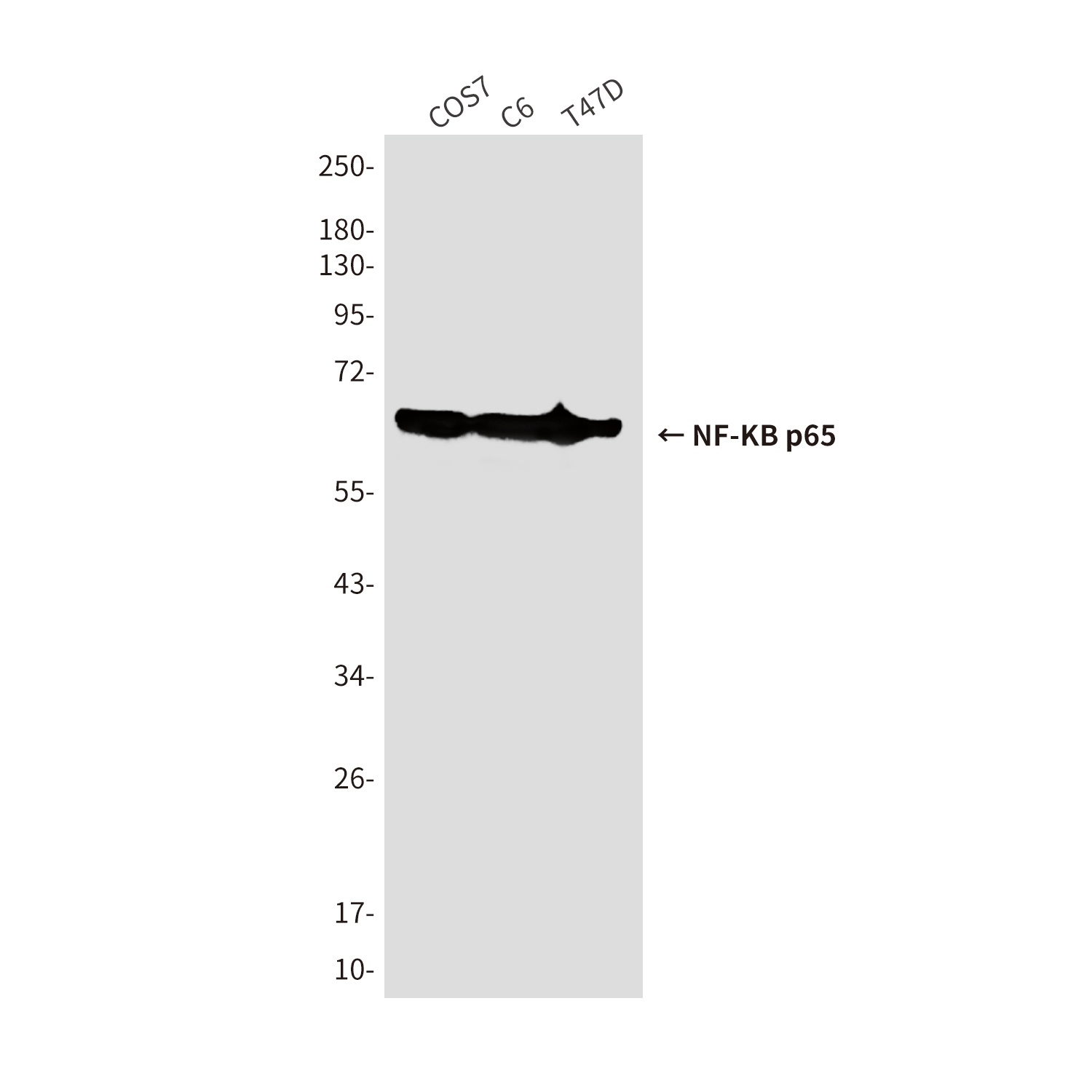 NF-KB p65 Mouse Monoclonal Antibody