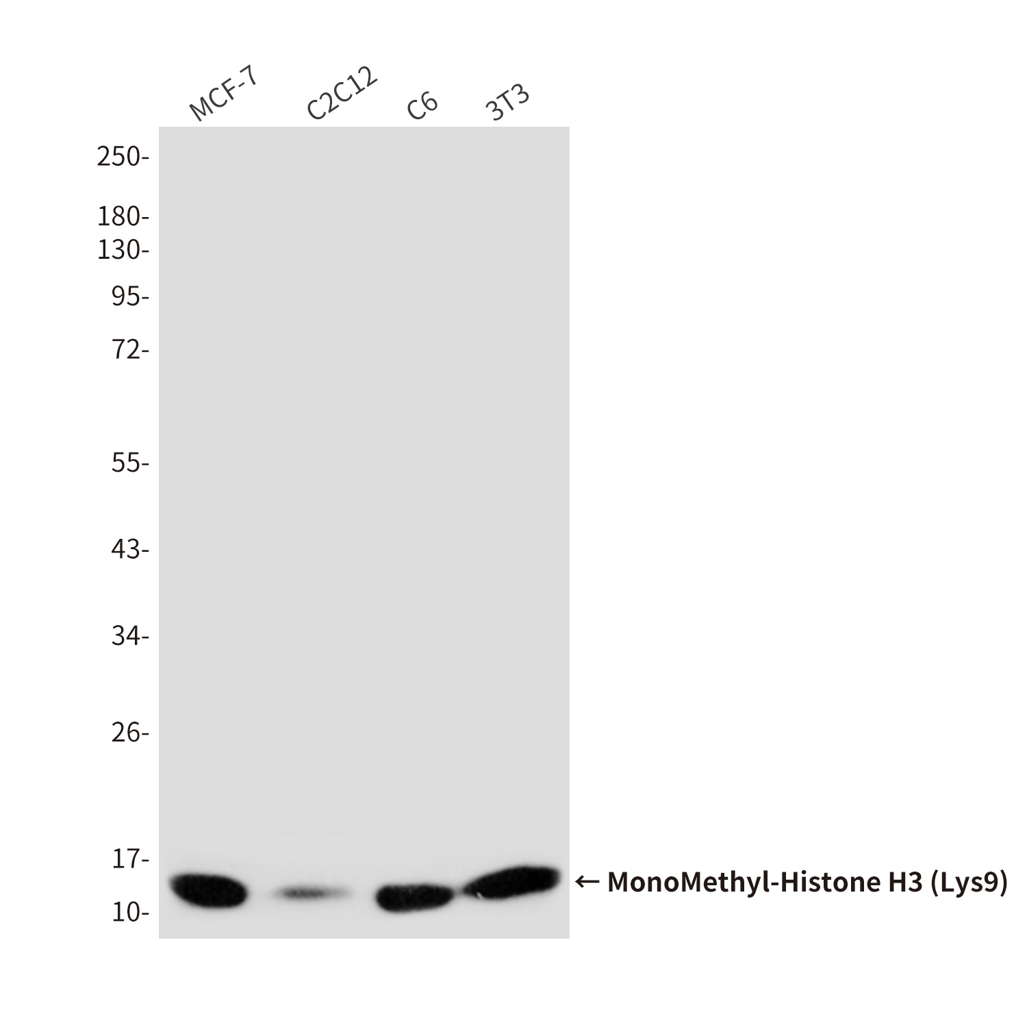 MonoMethyl-Histone H3 (Lys9) (10F5) Mouse mAb