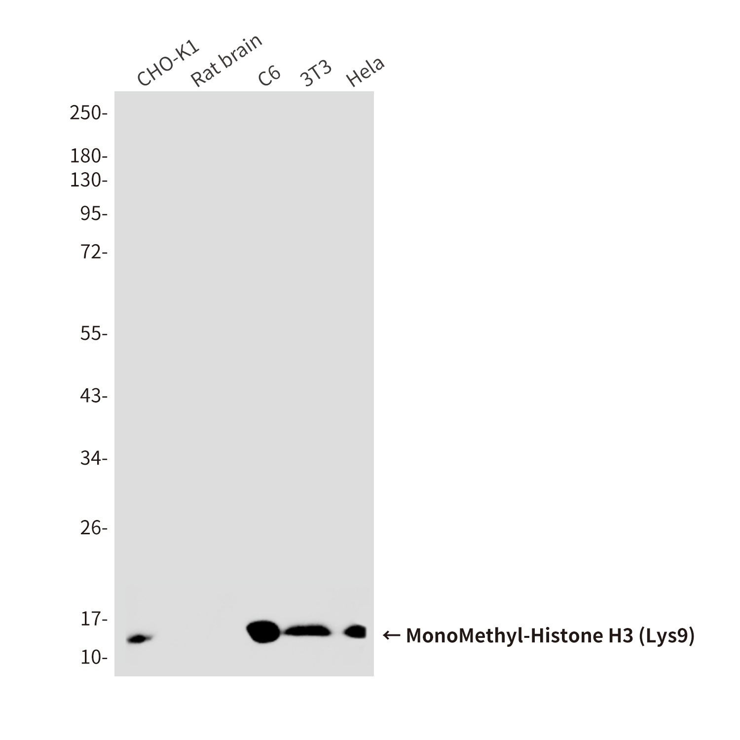 MonoMethyl-Histone H3 (Lys9) (10F5) Mouse mAb