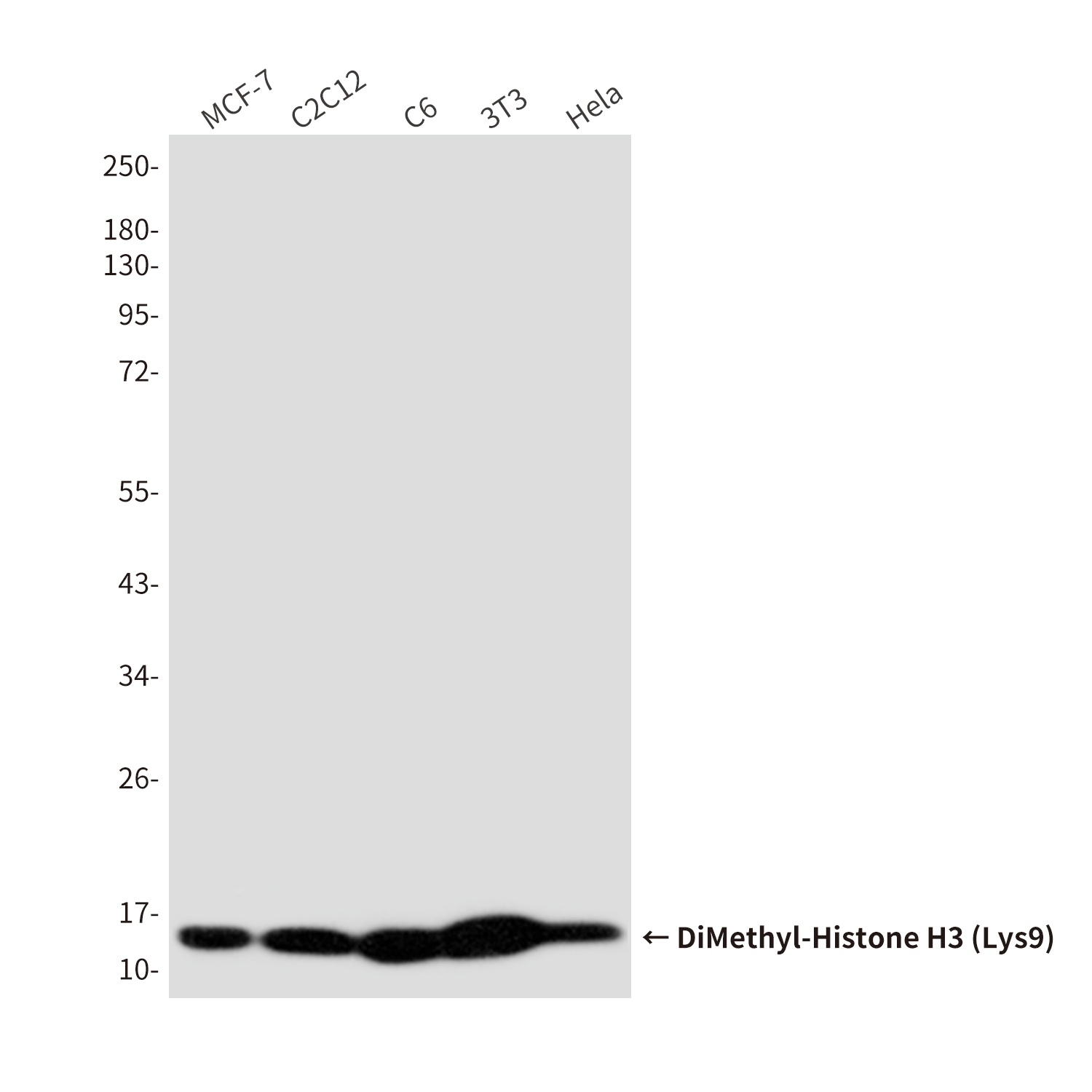 DiMethyl-Histone H3 (Lys9) (10B2) Mouse mAb