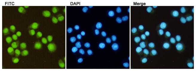 DiMethyl-Histone H3 (Lys27) (5F6) Mouse mAb