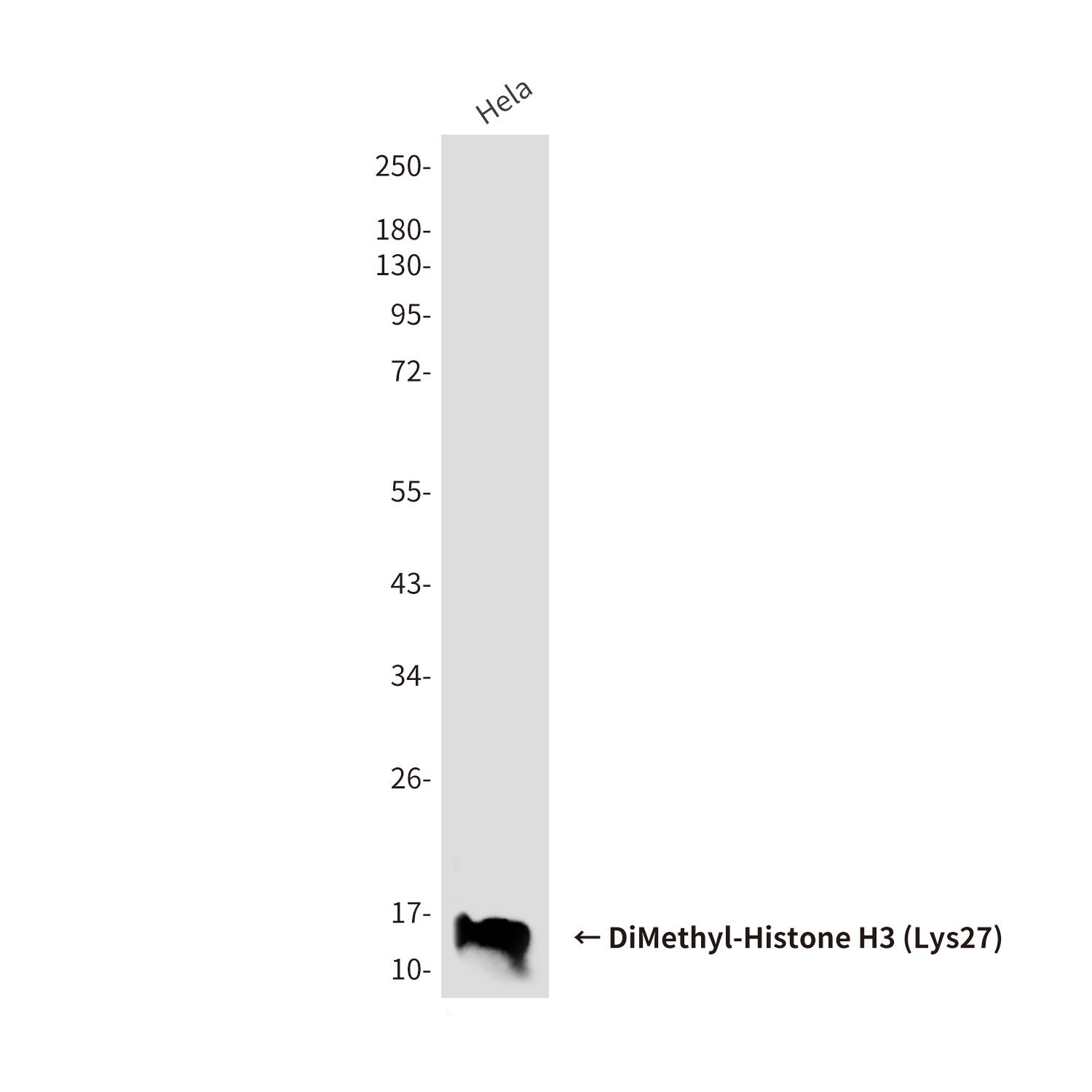 DiMethyl-Histone H3 (Lys27) (5F6) Mouse mAb