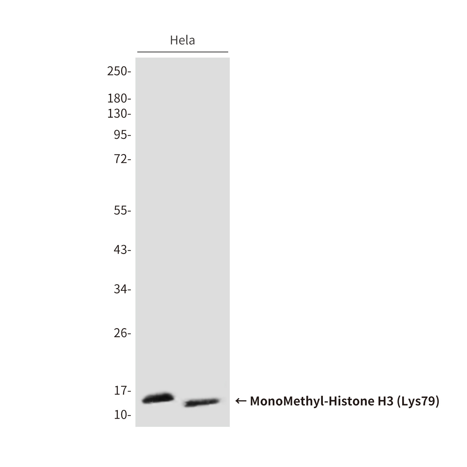 MonoMethyl-Histone H3 (Lys79) (4A1) Mouse mAb