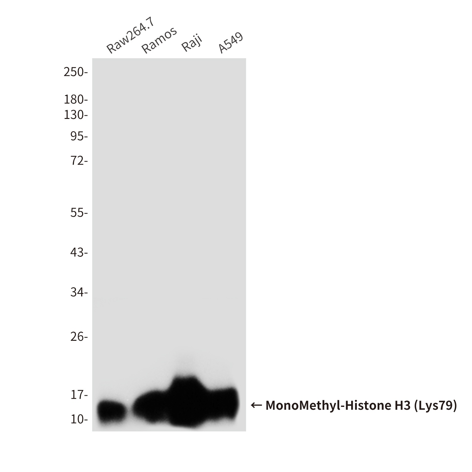 MonoMethyl-Histone H3 (Lys79) (4A1) Mouse mAb