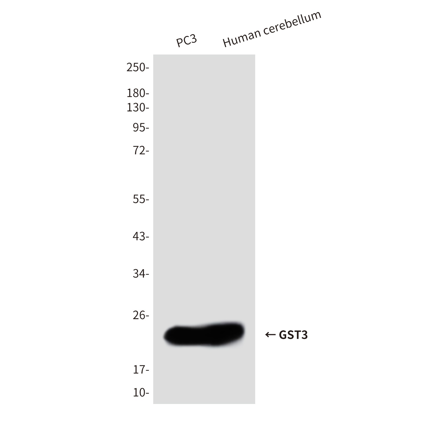 GSTP1 Antibody