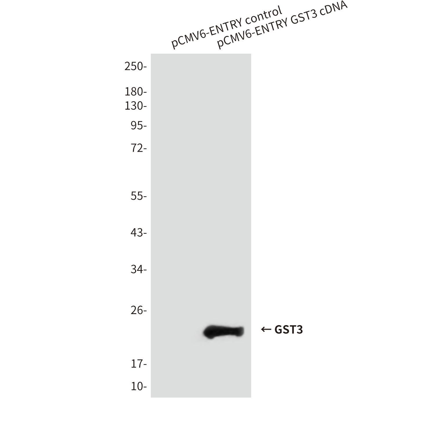 GSTP1 Antibody