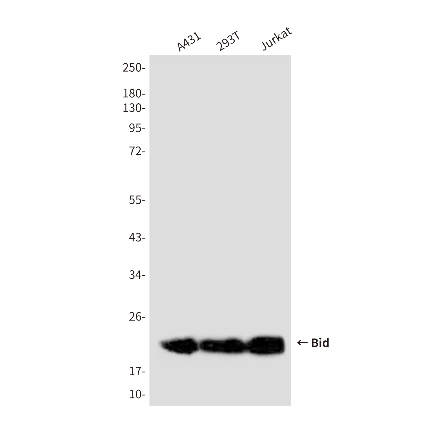 Bid (3C5) Mouse mAb