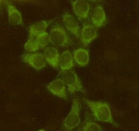 Bid (3C5) Mouse mAb