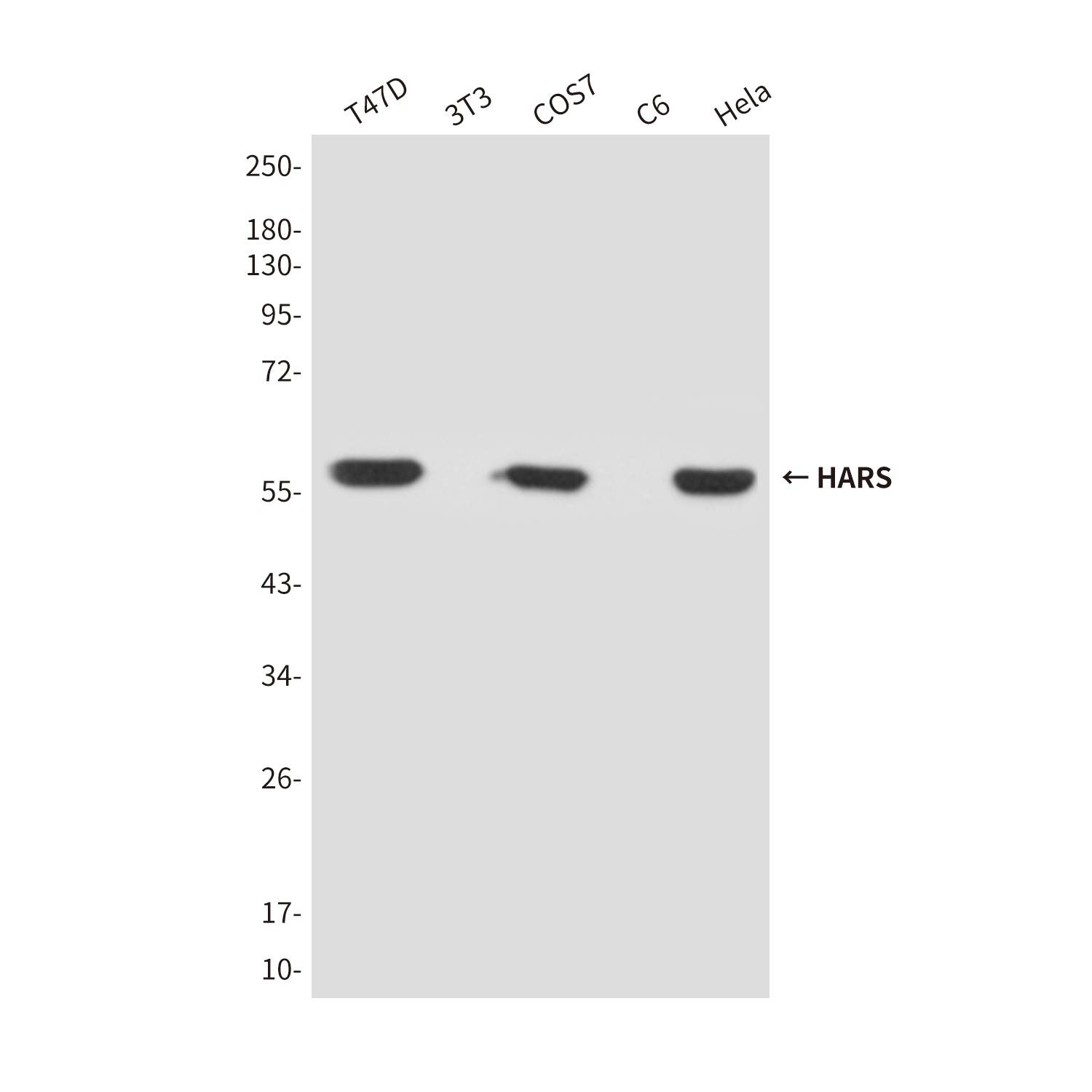 HARS (4H5) Mouse mAb