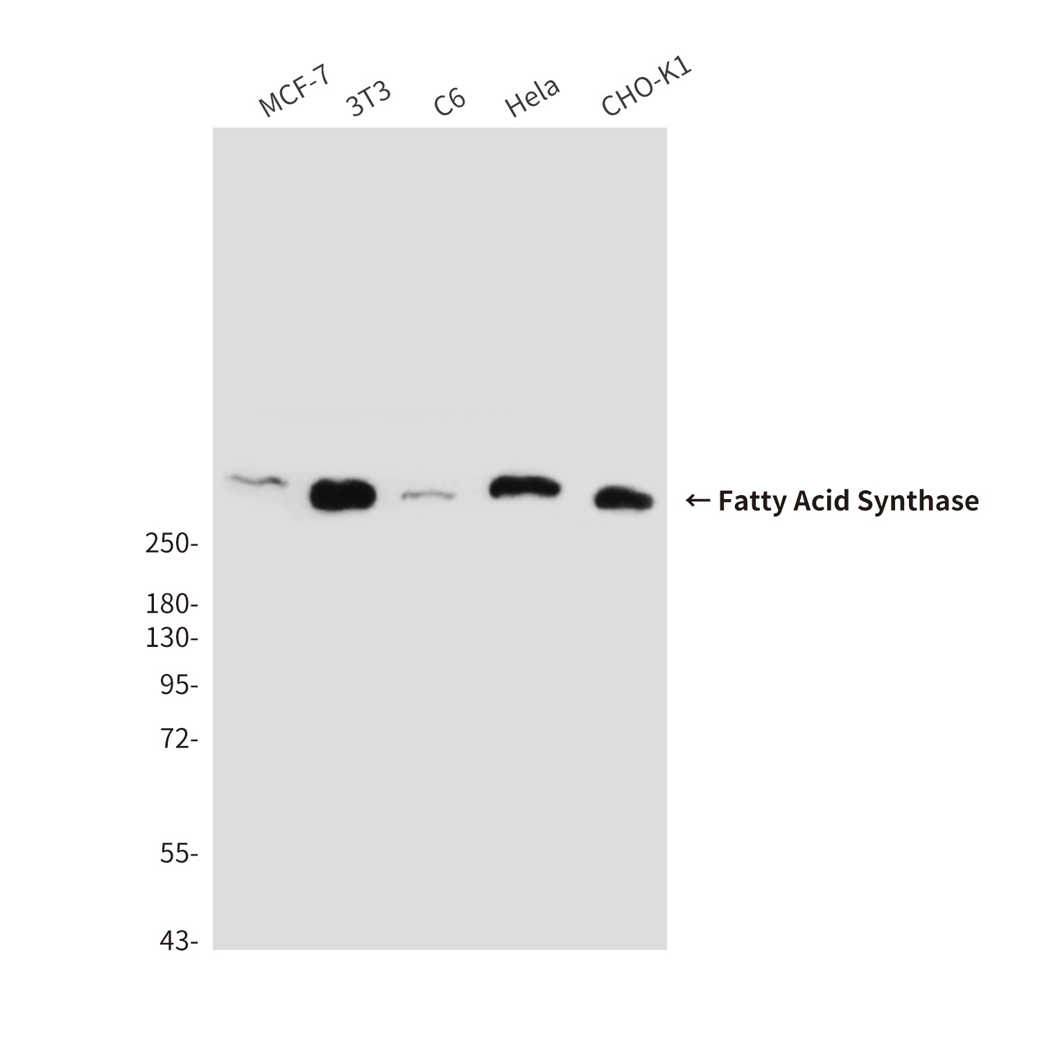 Fatty Acid Synthase Mouse Monoclonal Antibody