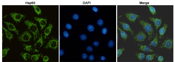 Hsp60 (6C8) Mouse mAb