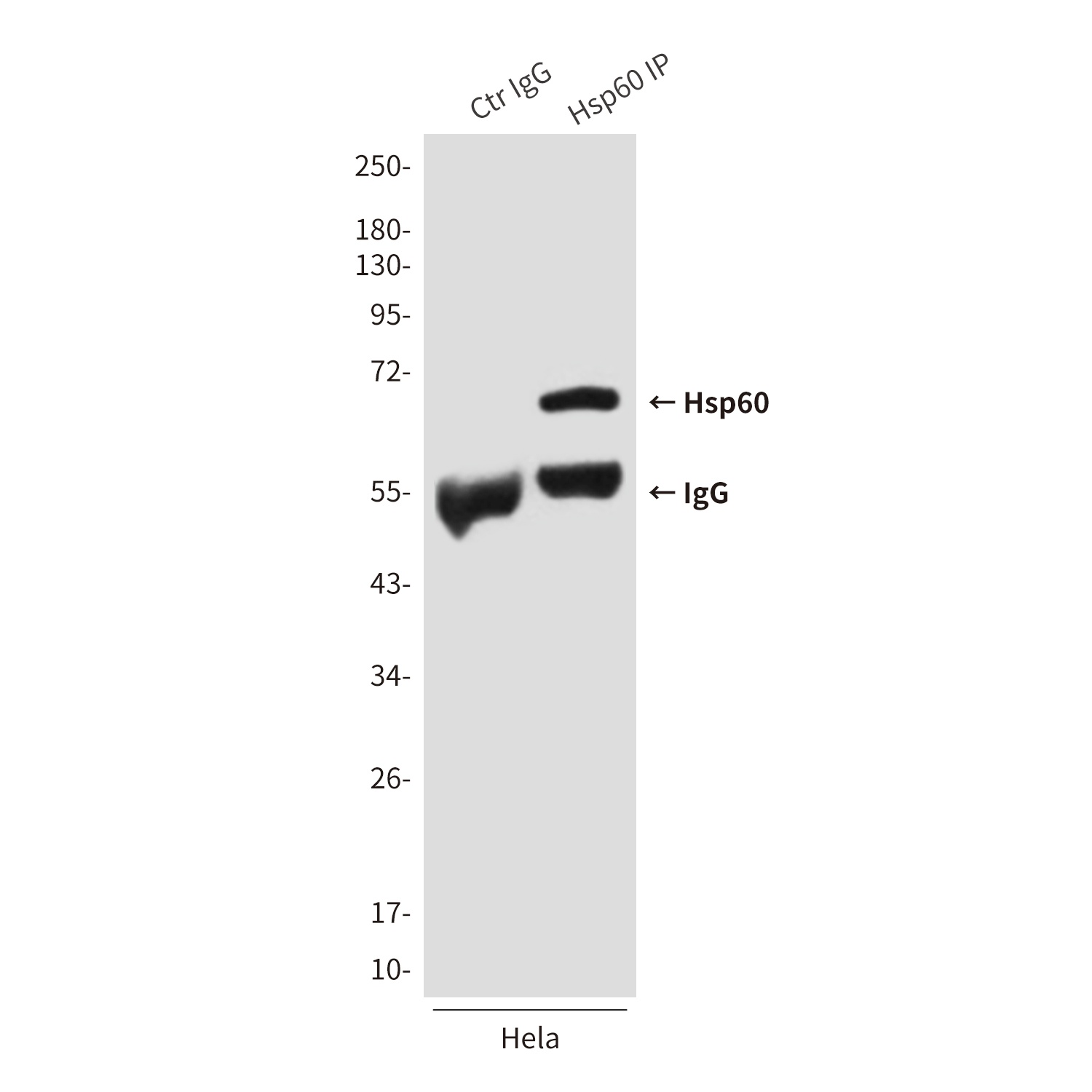 Hsp60 (6C8) Mouse mAb