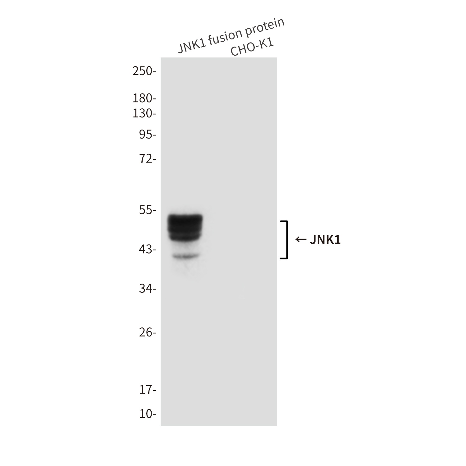 JNK1 (1A4) Mouse mAb