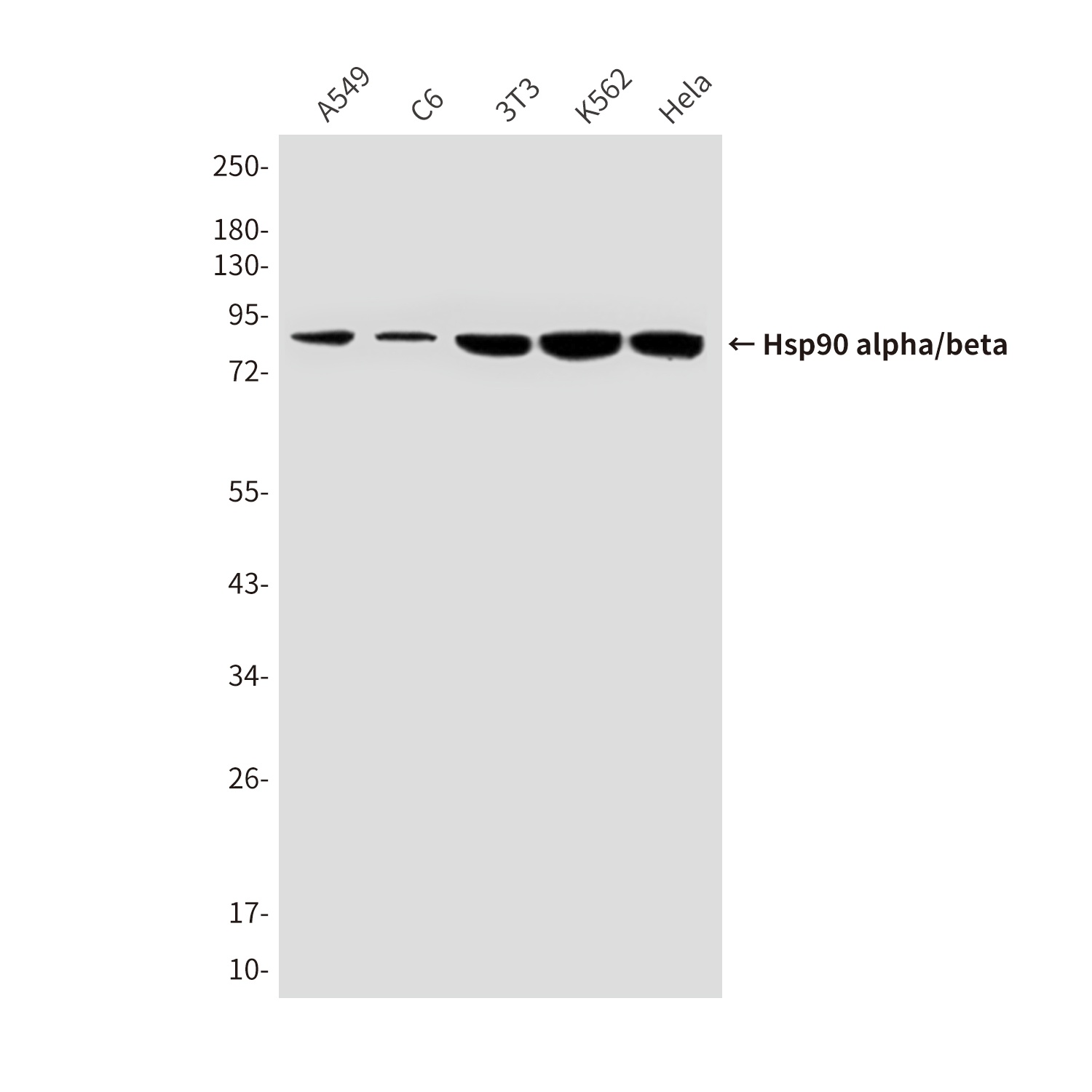 Hsp90 alpha/beta (4B6) Mouse mAb