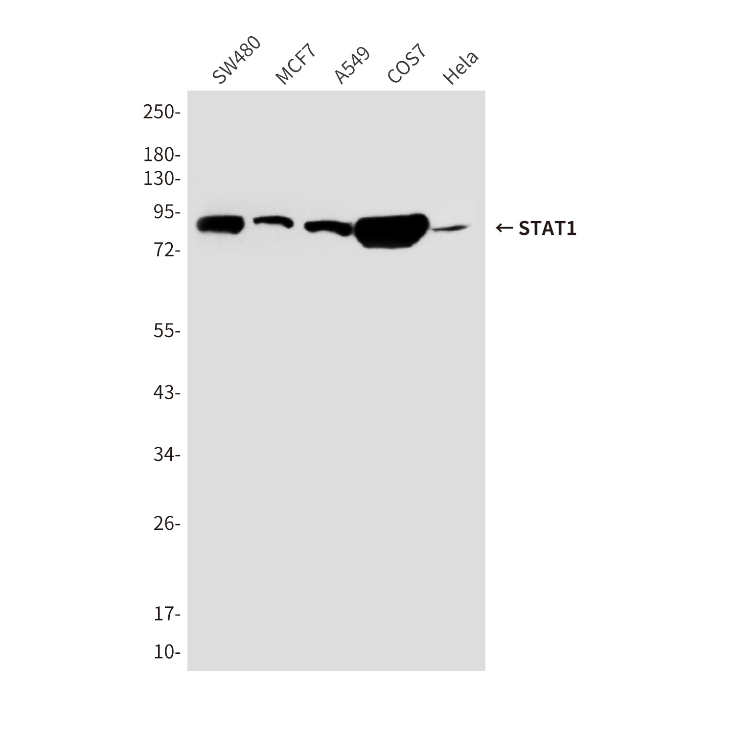 STAT1 (6C2) Mouse mAb