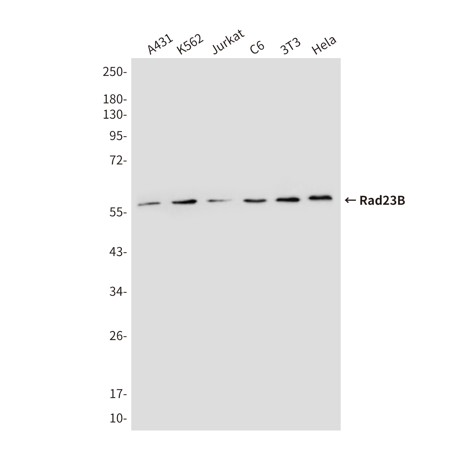 HHR23B Mouse Monoclonal Antibody