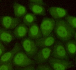 HHR23B Mouse Monoclonal Antibody
