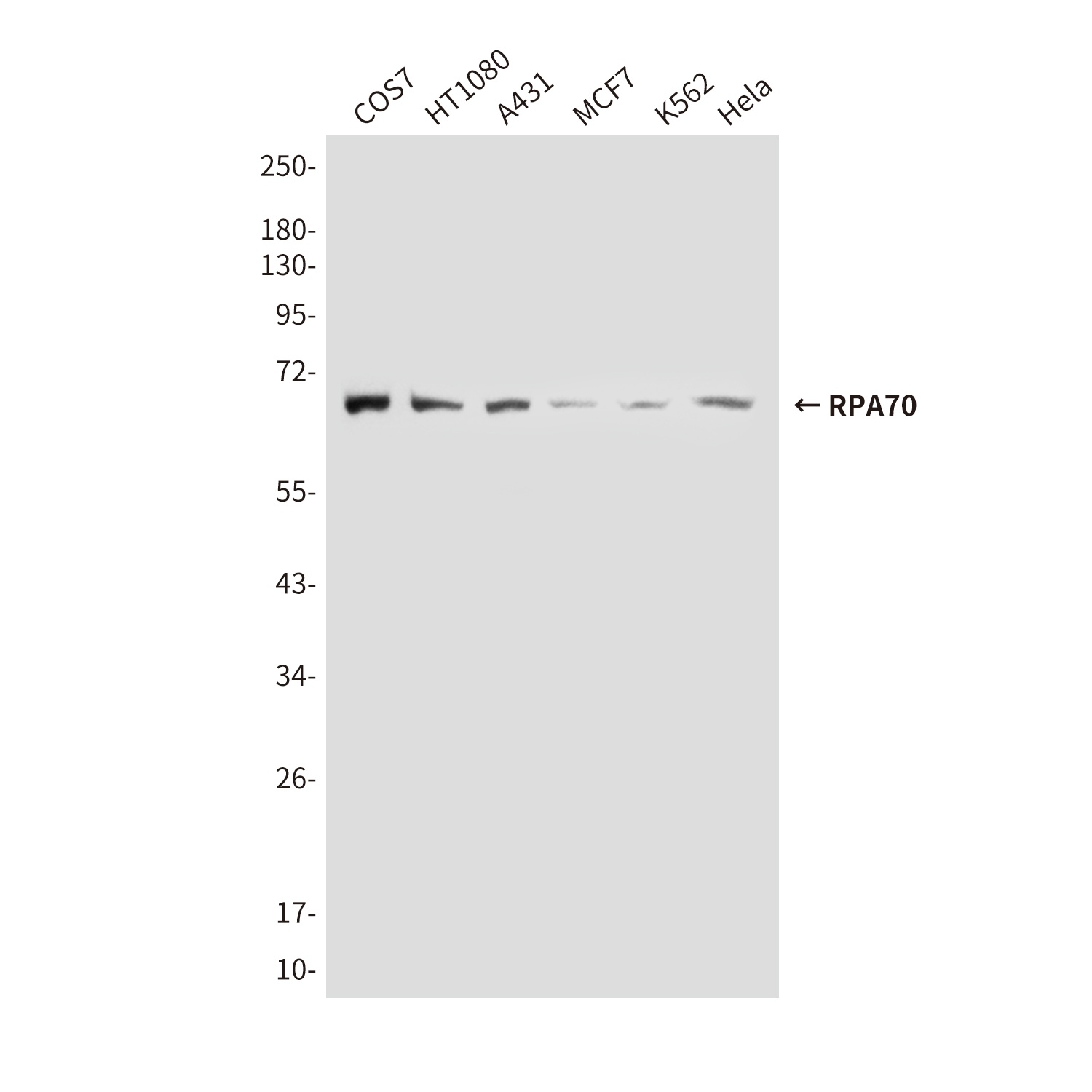 RPA1 Antibody