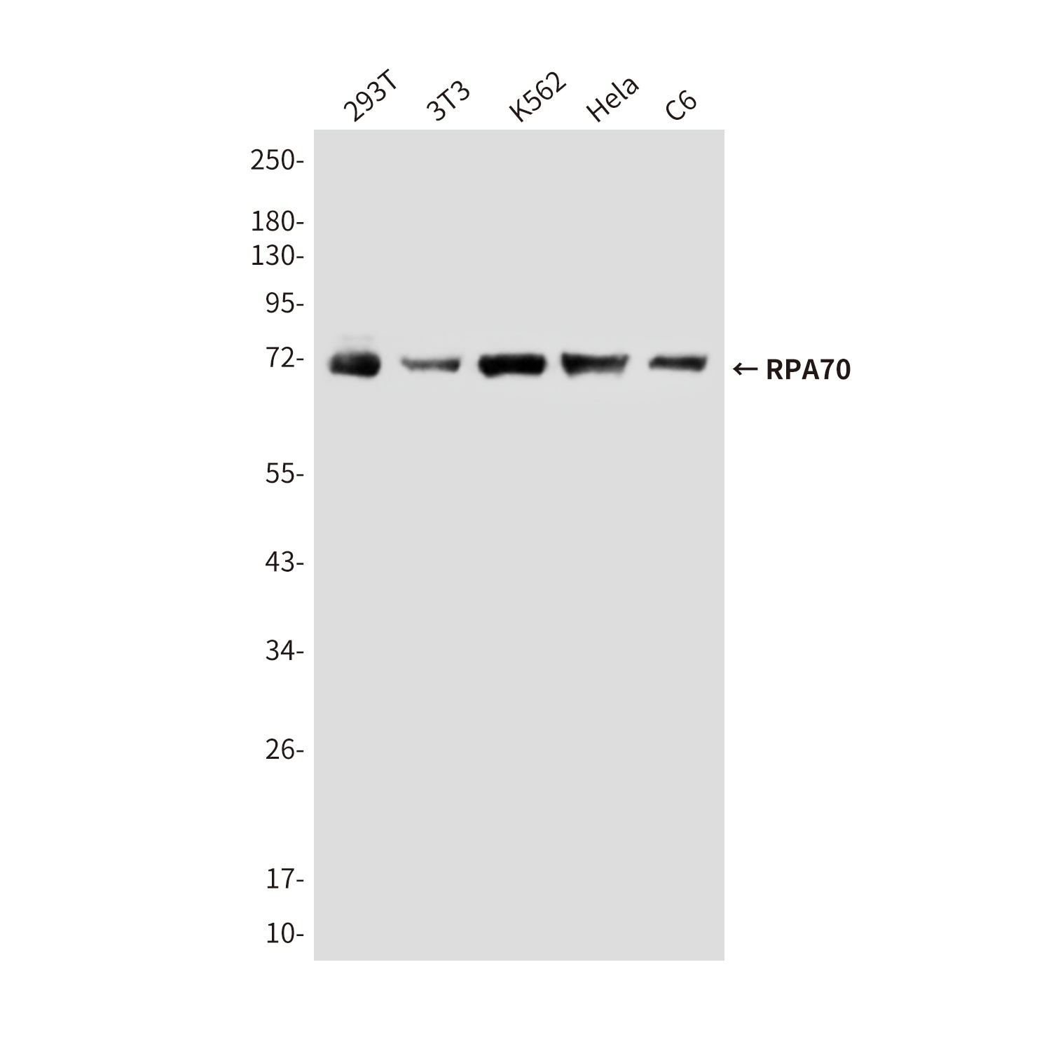 RPA1 Antibody