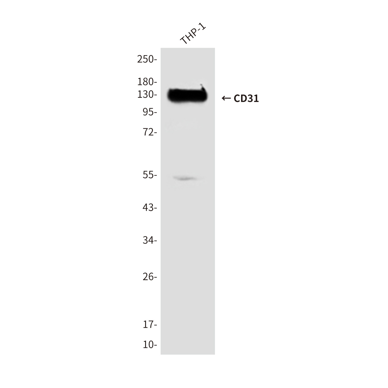 CD31 (2D3) Mouse mAb
