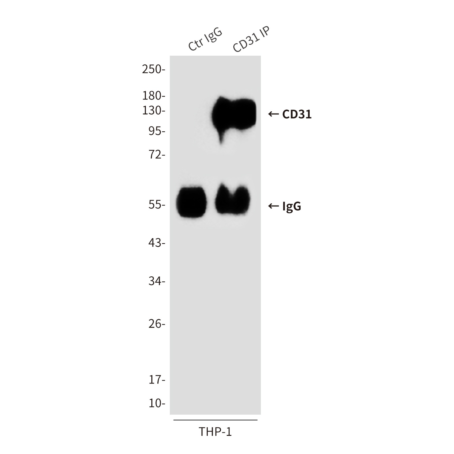 CD31 (2D3) Mouse mAb