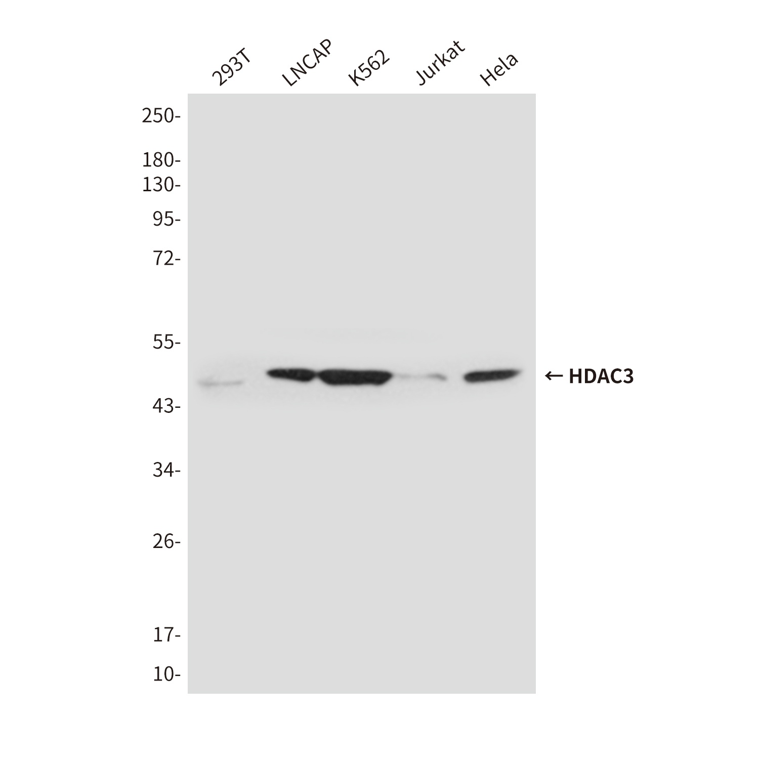 HDAC3 (3G3) Mouse mAb