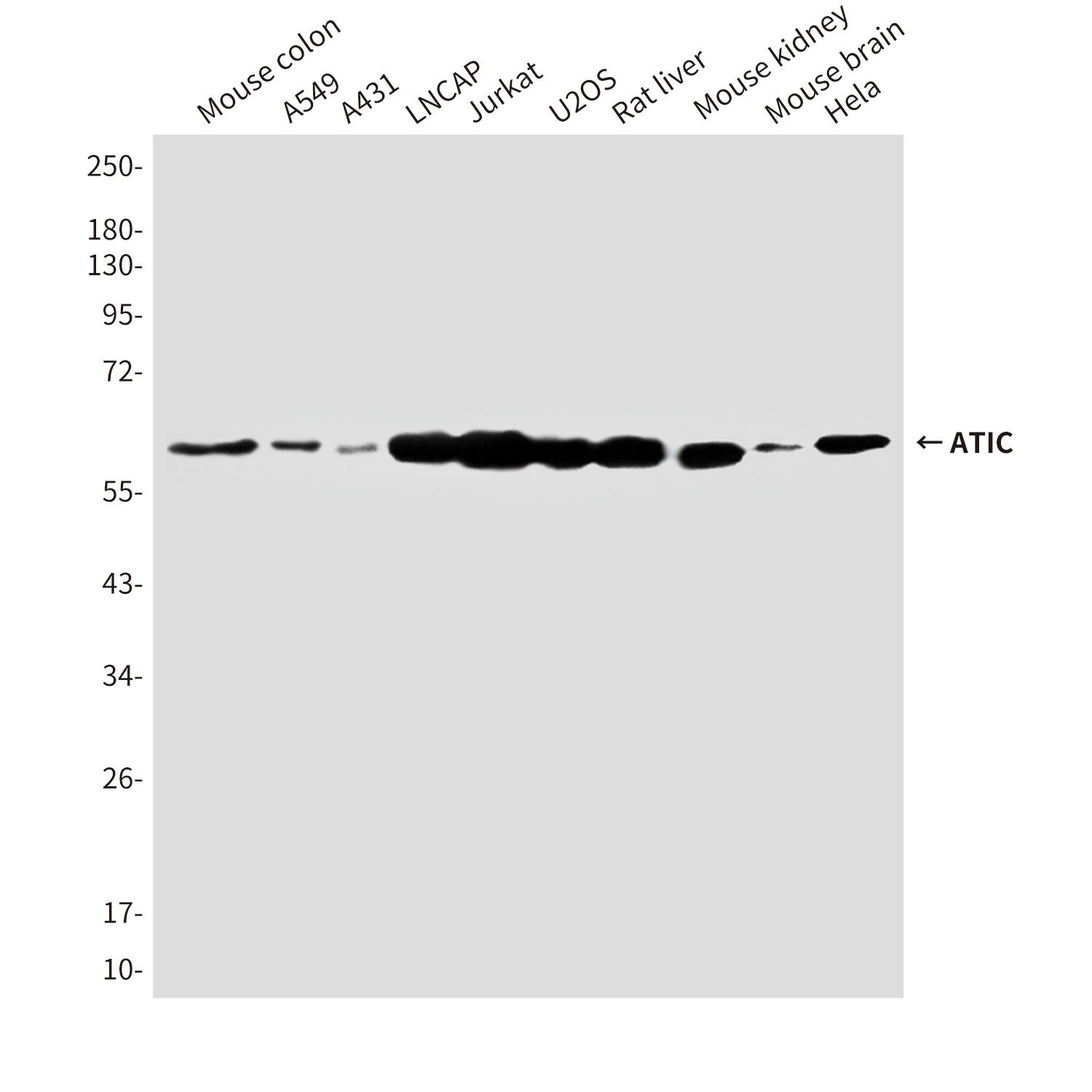 ATIC (3H12) Mouse mAb