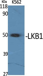 LKB1 Rabbit pAb