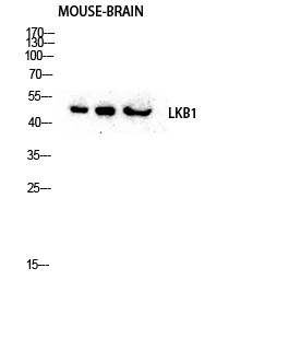 LKB1 Rabbit pAb