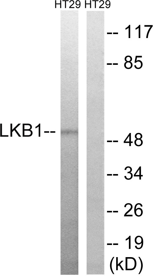 LKB1 Rabbit pAb