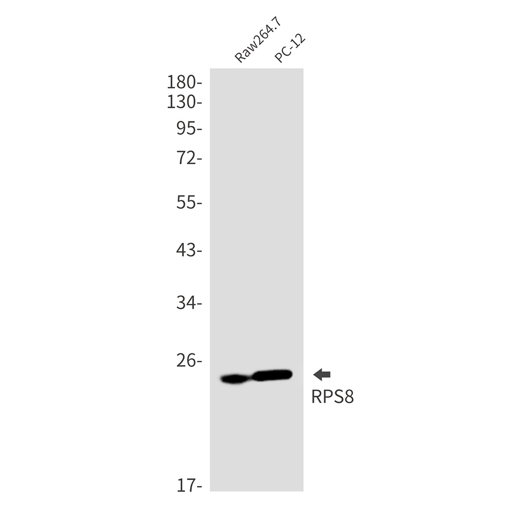RPS8 Antibody