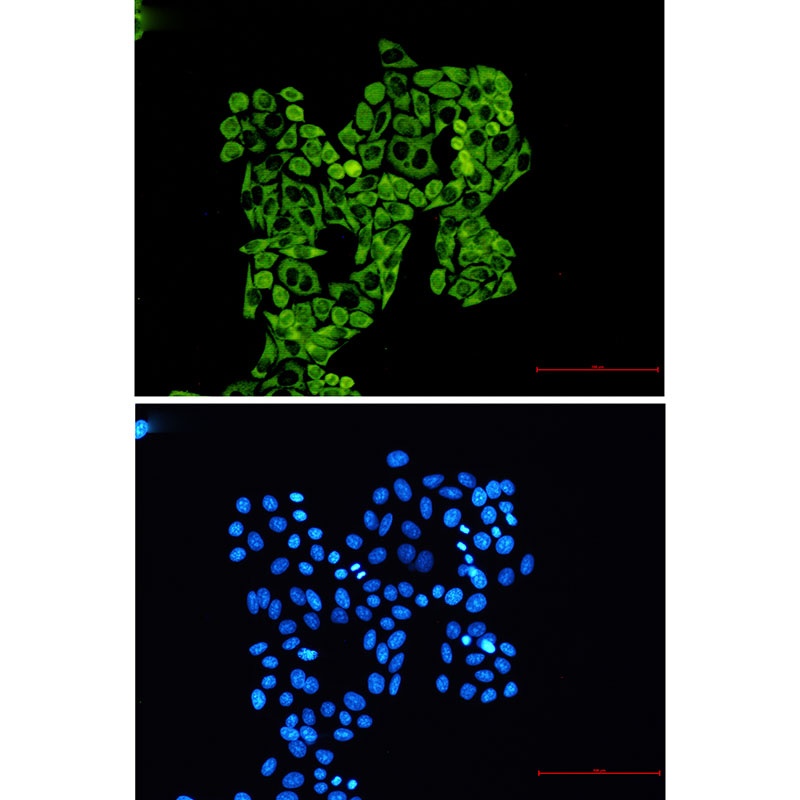 RPS8 Antibody