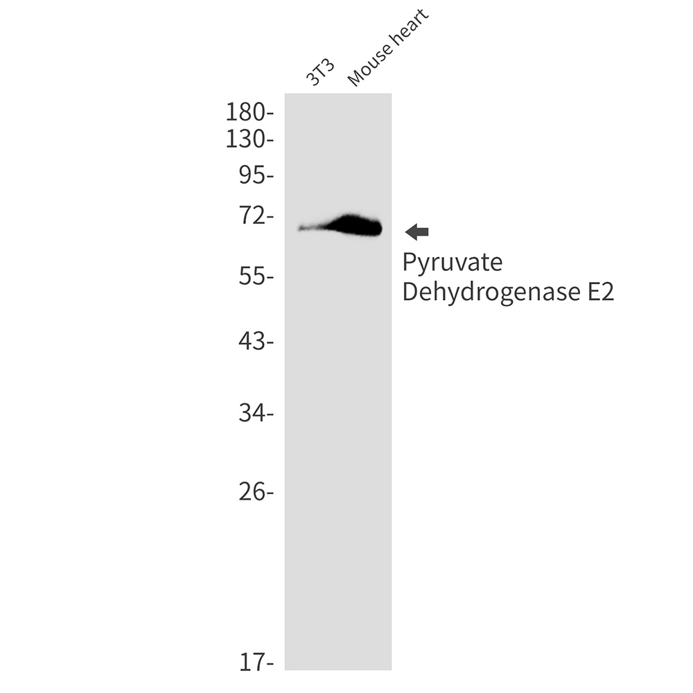 [KD] Pyruvate Dehydrogenase E2 Rabbit mAb