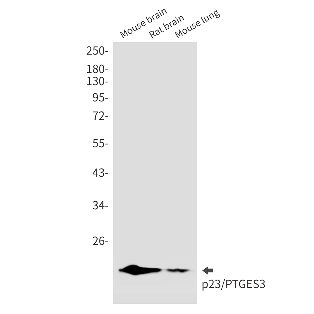 p23 Rabbit mAb