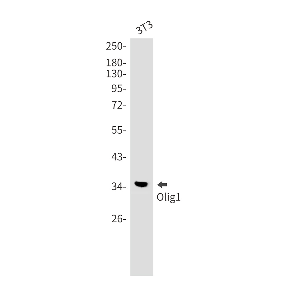 [KD] Olig1 Rabbit mAb