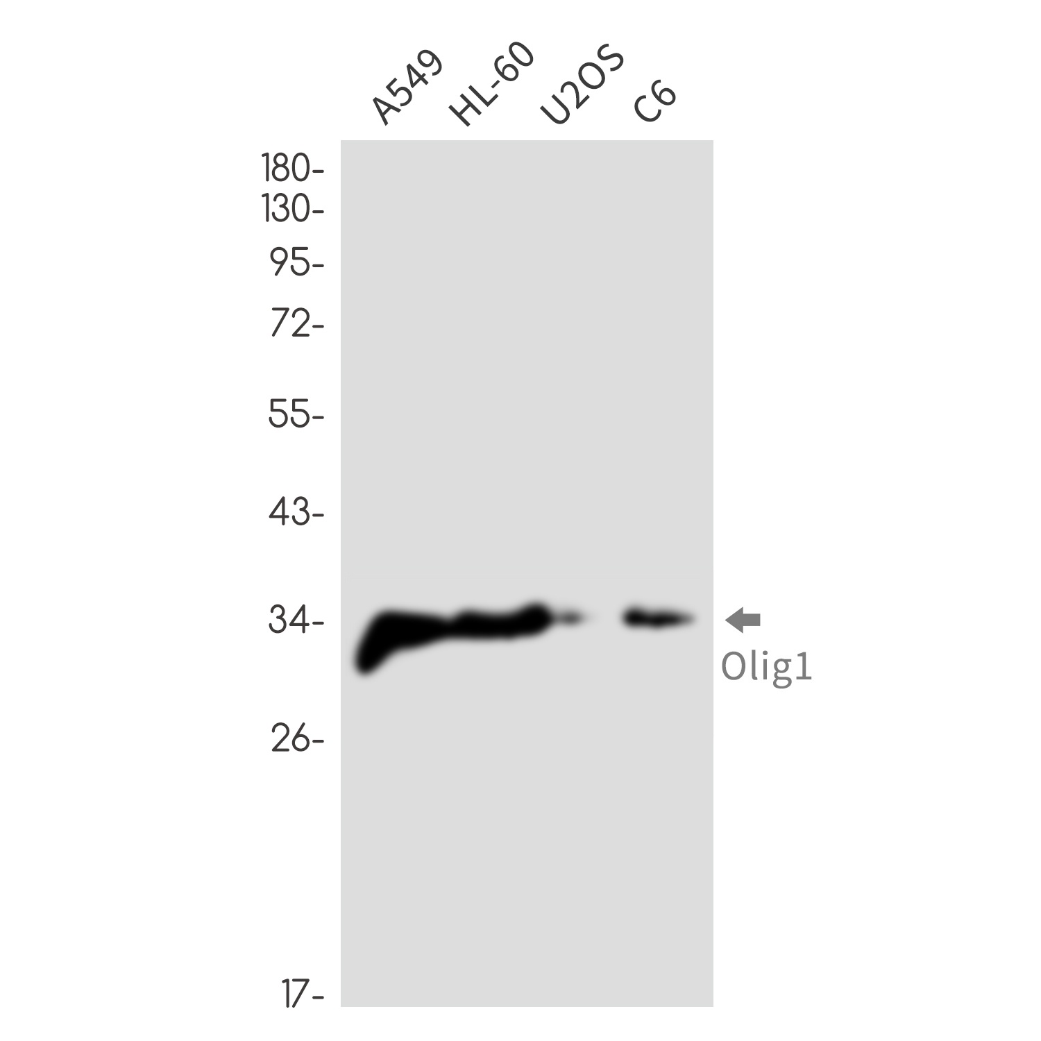 [KD] Olig1 Rabbit mAb