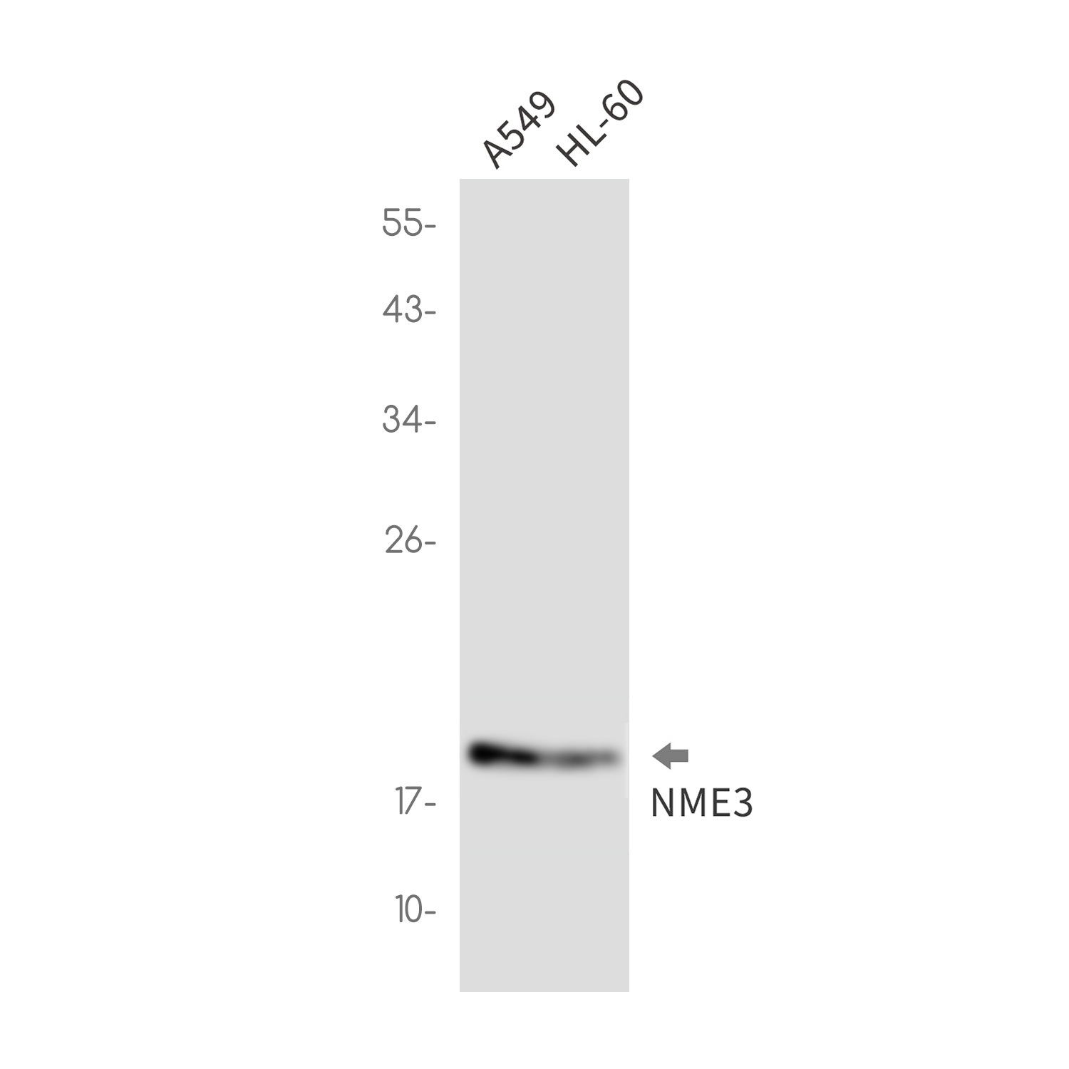 NME3 Antibody