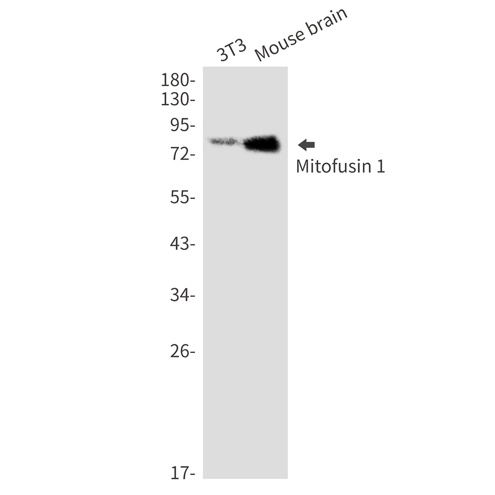 [KD] Mitofusin 1 Rabbit mAb