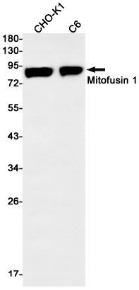 [KD] Mitofusin 1 Rabbit mAb