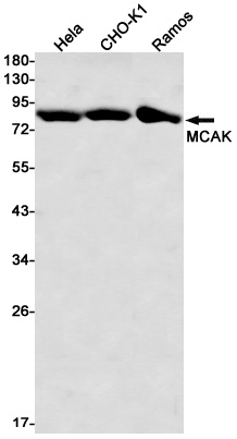 [KD] MCAK Rabbit mAb