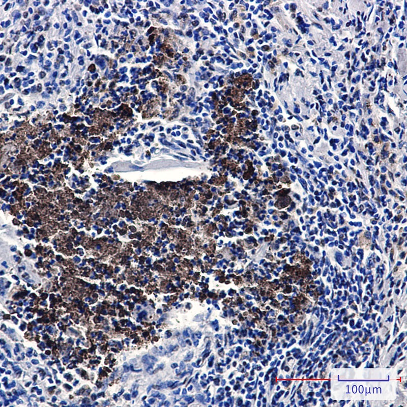 KAT7 Rabbit Monoclonal Antibody