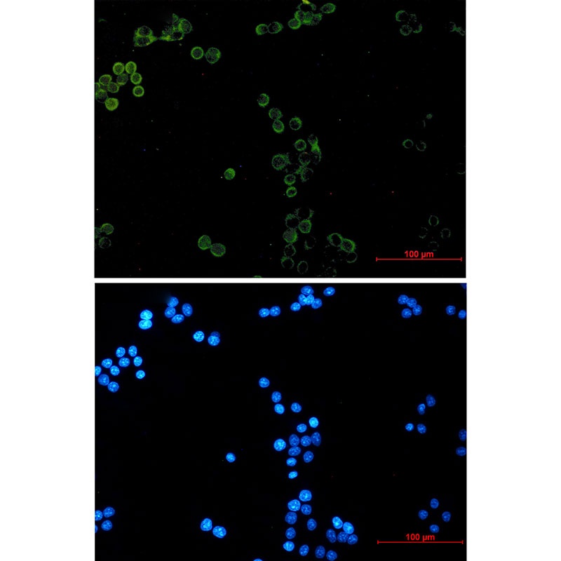 [KO] Glutathione Peroxidase 1 Rabbit mAb