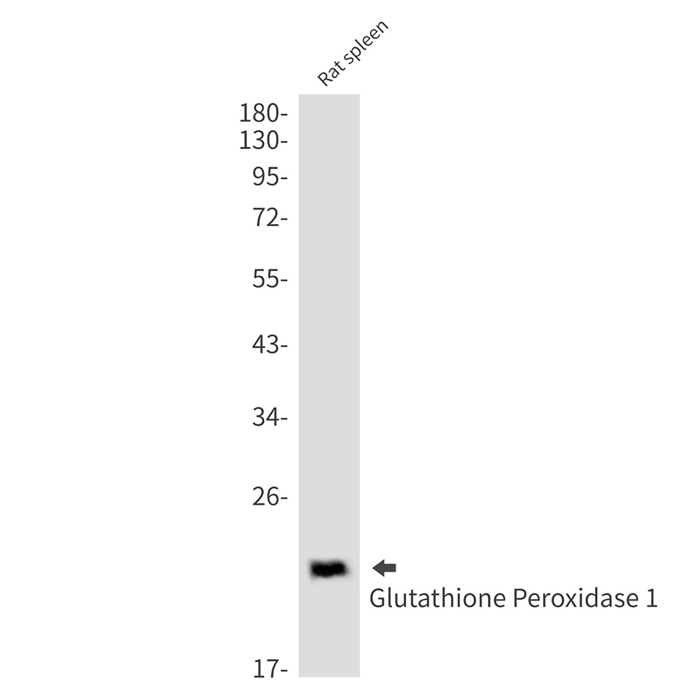 [KO] Glutathione Peroxidase 1 Rabbit mAb