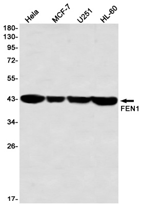 [KD] FEN1 Rabbit mAb