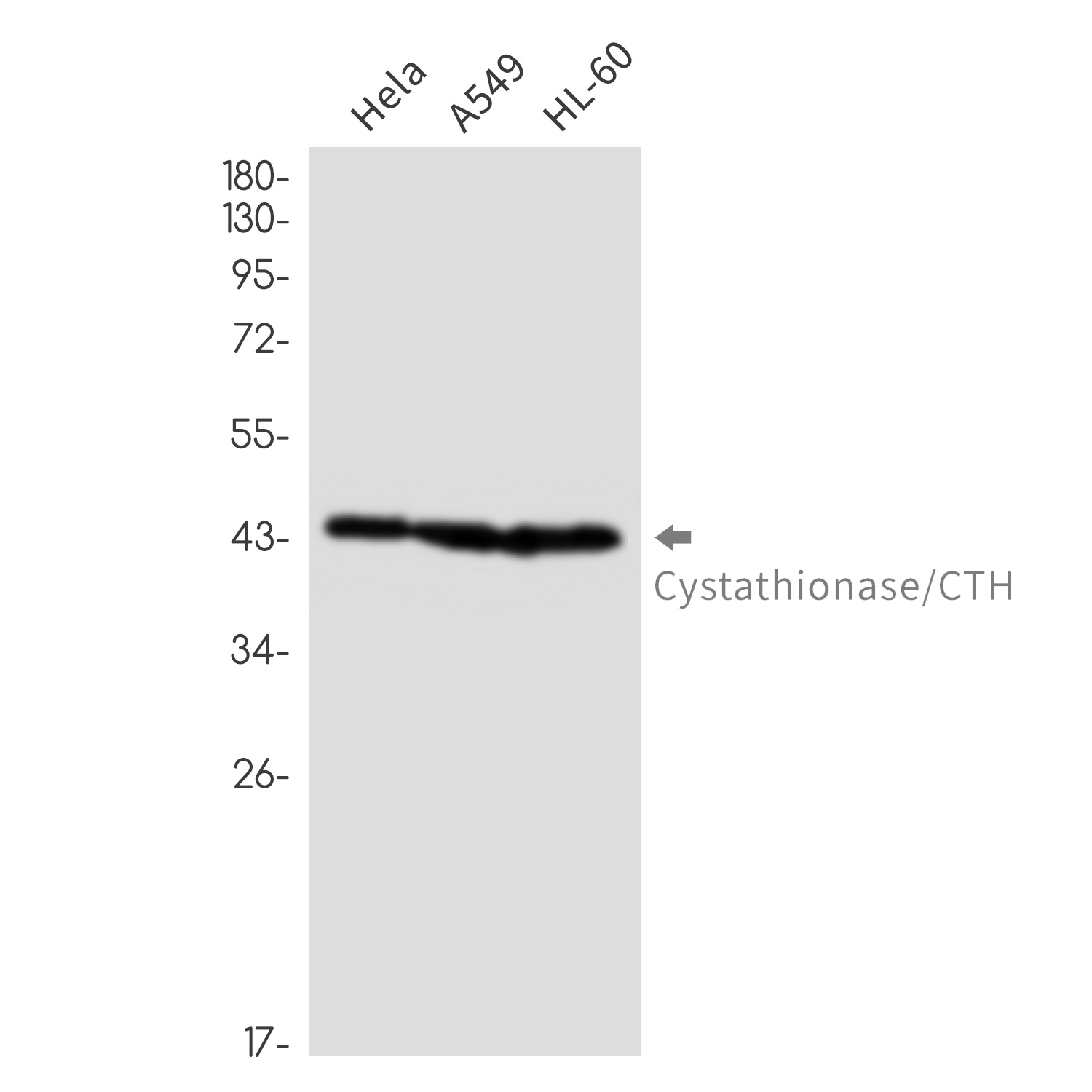 [KO] Cystathionase Rabbit mAb