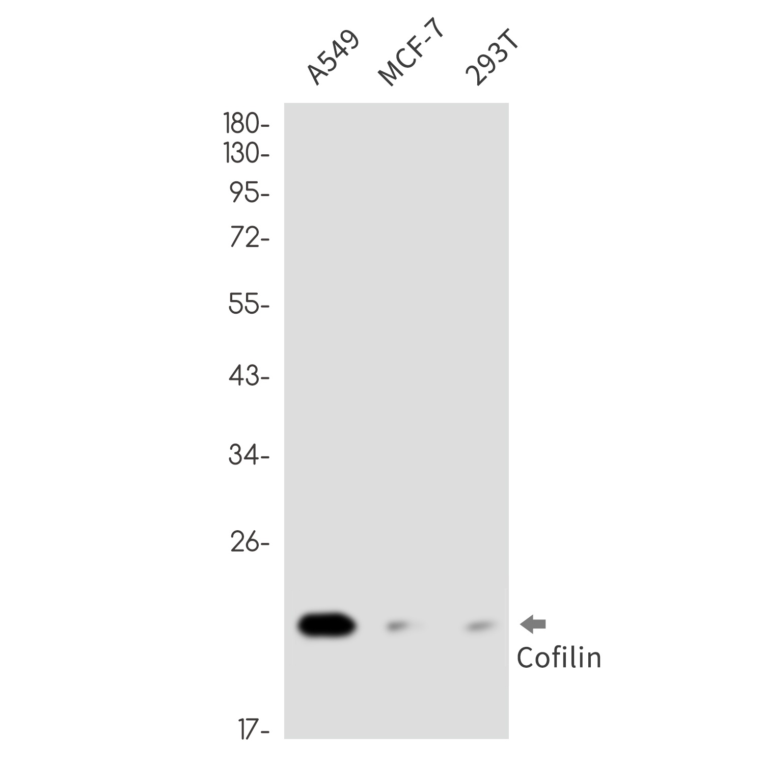 [KO] Cofilin Rabbit mAb